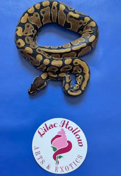 Female Normal Baby Ball Python, View more