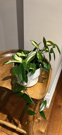 Hoya Plant with IKEA Pot