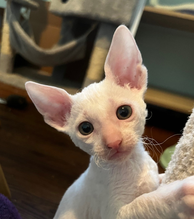 Cornish Rex Kittens in Cats & Kittens for Rehoming in North Bay - Image 3