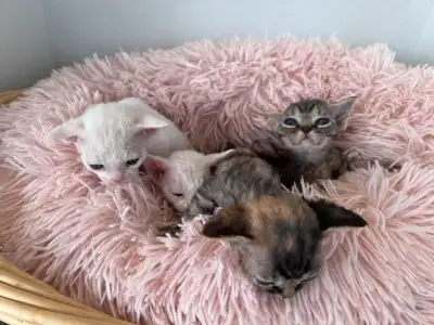 Devon Rex kittens , View more