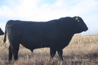 Black Angus 2 year old registered bulls 