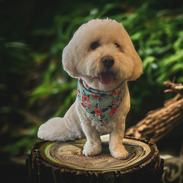 Gentle Home Based Dog Grooming ❤️❤️ in Animal & Pet Services in Edmonton