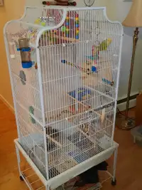 1 Love Bird/2 paired budgies $200 for all birds and cage .