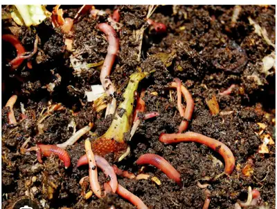 Selling the ability to turn kitchen scraps to beautiful compost. Commonly called (black gold) for as...
