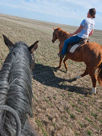 Horse Boarding