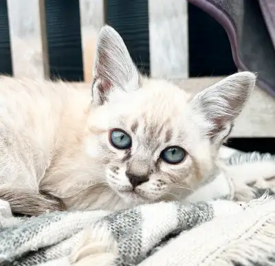 Savannah Snow Leopord Kittens , View more