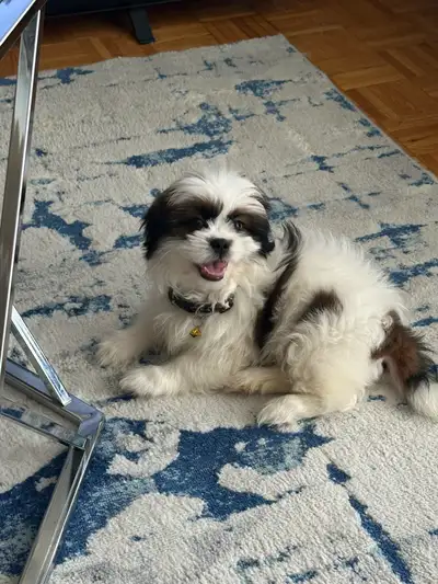 puppy for sale, View more