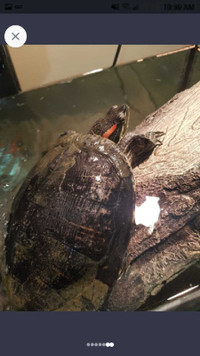 Red eared slider turtle 