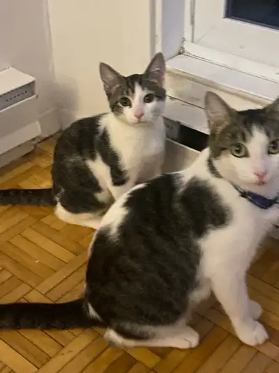 Chaton 4 mois à vendre