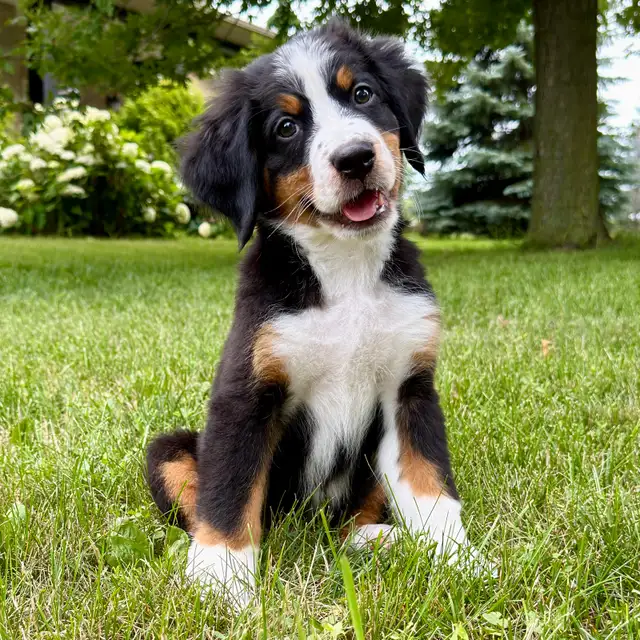 Guardian Homes Wanted - Bernese Mountain Dogs Male & Female! in Dogs & Puppies for Rehoming in Markham / York Region - Image 2