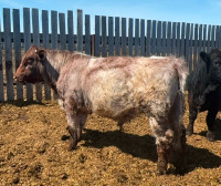 Simmental & Shorthorn Calving Ease Bulls