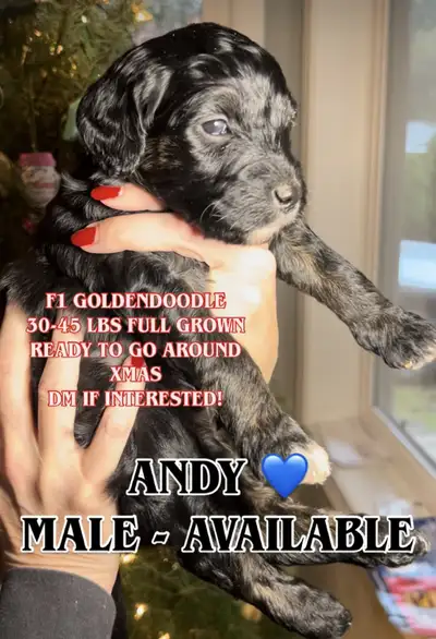 F1 Goldendoodle Puppies – Ready Just After Christmas Follow puppies growth and socialization on Inst...