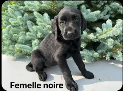 Chiot Labrador , View more