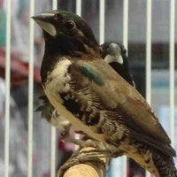 bronze winged mannekin finches Kawartha Lakes Peterborough Area Preview