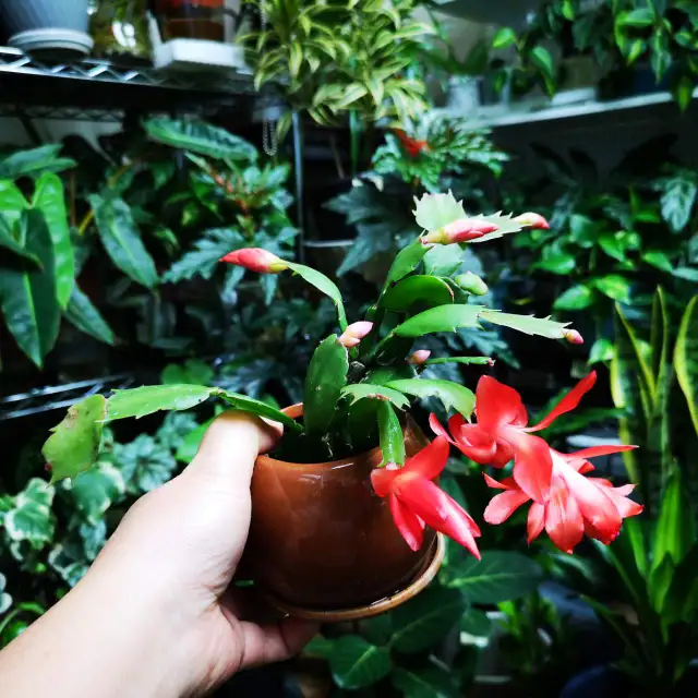 Christmas Cactus with 4" ceramic animal pot in Plants, Fertilizer & Soil in City of Toronto - Image 4