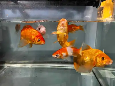 9 Large Pond Fish $80