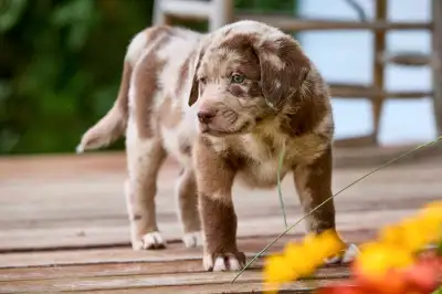 Berger australien mix labrador recherchent famille pour la vie, View more