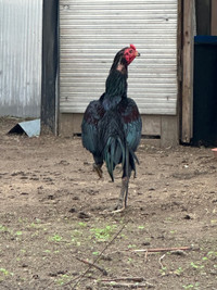 Thai Rooster 