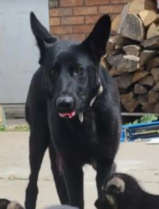  German Shepherd Puppies FOR SALE  in Dogs & Puppies for Rehoming in Kitchener / Waterloo - Image 4