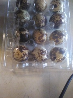 Quail eggs in Livestock in Oakville / Halton Region - Image 5
