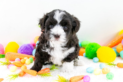❤️ Havanese Puppies ❤️ Financing Options Available ❤️