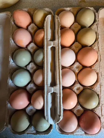 Hatching eggs 15$ dozen, easter eggers, olive eggers and barred rocks, located martins river
