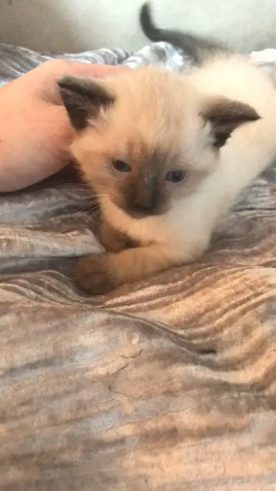 I have one male and one female Simeese kittens, they’re about five weeks old right now and already l...