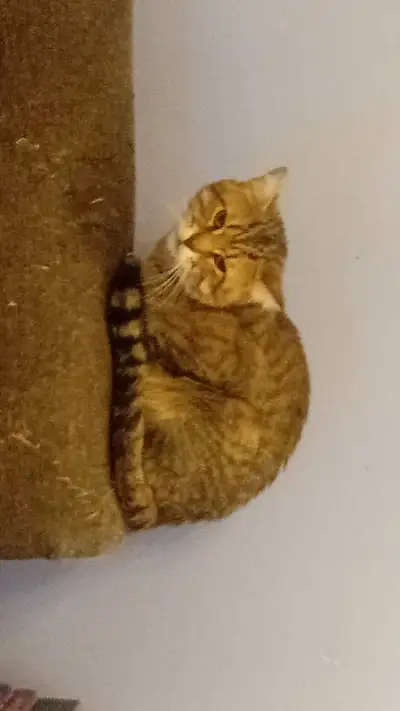 Tabby cat for sale, View more