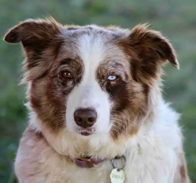 Super Australian Shepherd Puppies!!