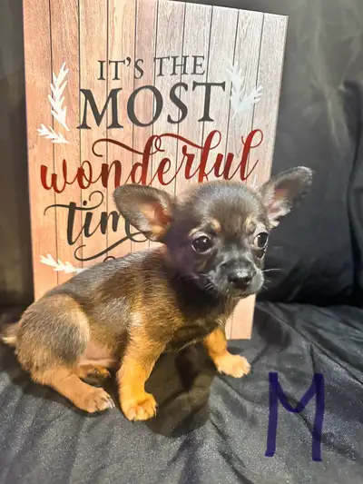 Pomeranian chihuahua puppies, View more