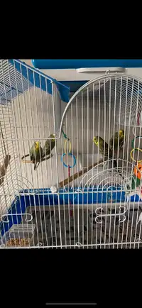 6 lovely budgies for sale