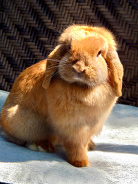 Holland Lop for Rehoming