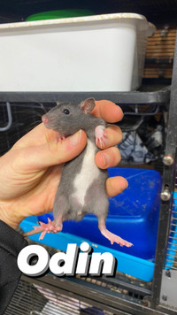 Baby boy pet rats for adoption