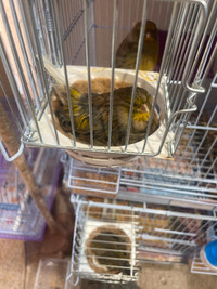 Canary Pair for Sale