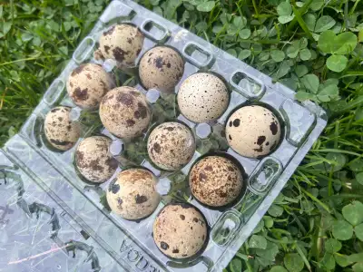 Quail Eggs, View more