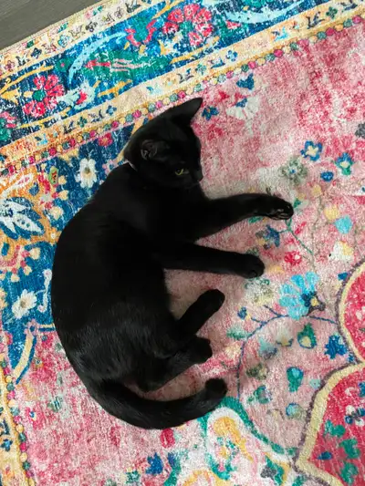 4 months old Kitten mix breed need gone ASAP, View more