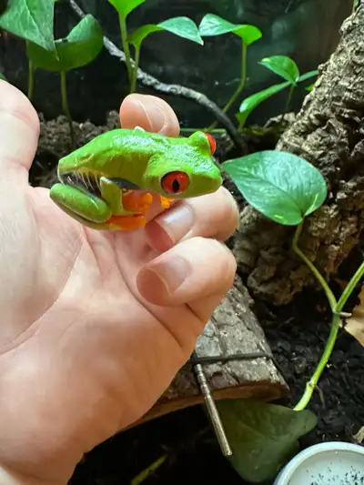 This red-eyed tree frog is looking for a new home! This vibrant amphibian features bright green skin...