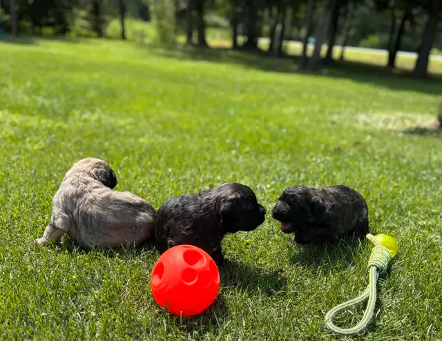 chiot Bouvier des Flandres in Dogs & Puppies for Rehoming in Saint-Hyacinthe - Image 8