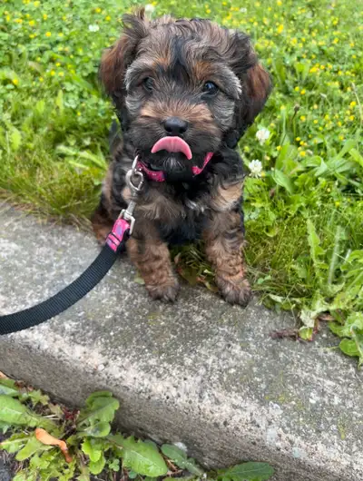 Gorgeous Maltipoo for sale. Great dog who loves meeting new people and other animals. She has potty...