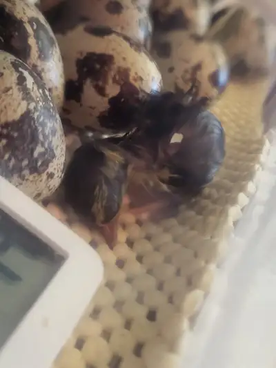 Coturnix quail chicks, View more