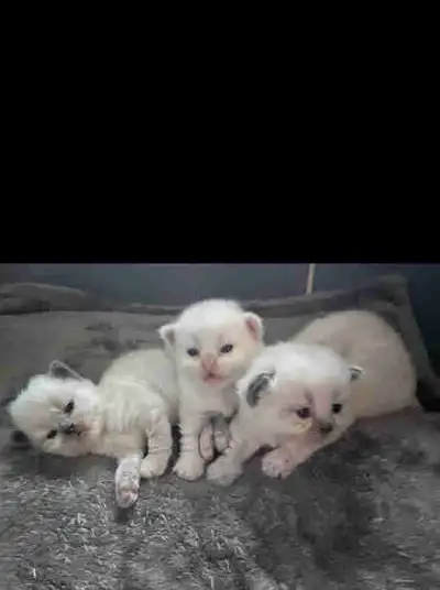 TWO  PUREBRED  RAGDOLL KITTENS❣️READY TO GO MARCH 19th, 2026❣️, View more