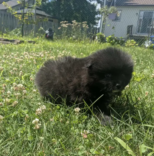 3 superbes petites femelles Pomeranien in Dogs & Puppies for Rehoming in Laval / North Shore - Image 5