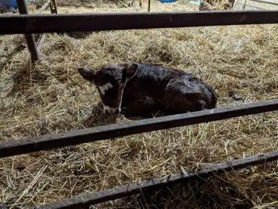 Baby Calf, View more