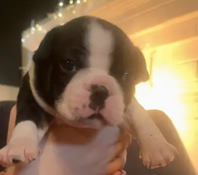 These little sweeties are so cute! We are accepting deposits now!!! Rare Blues, brindle as well as b...