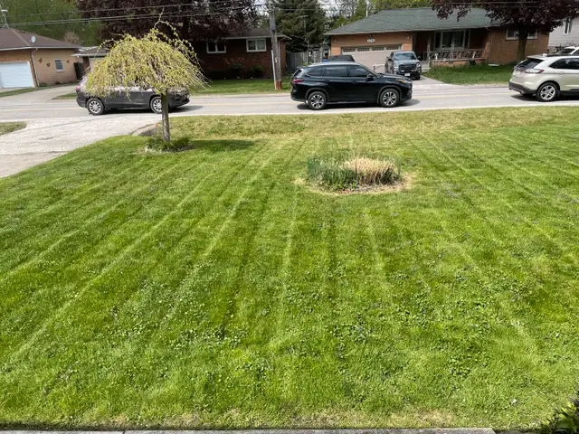 fall clean up/ grass cutting 63815759555459120