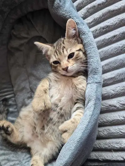 CHATONS HIGHLANDS LYNX DISPONIBLE , View more