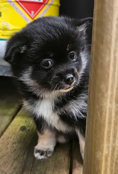 We are delighted to announce the availability of a stunning pomsky puppies f1b. Both parents passed...