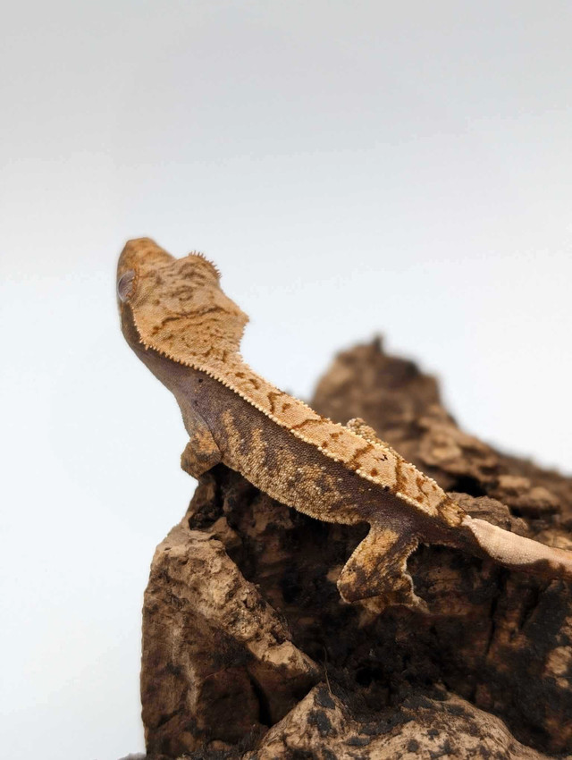 Baby crested gecko in Reptiles & Amphibians for Rehoming in Ottawa - Image 3