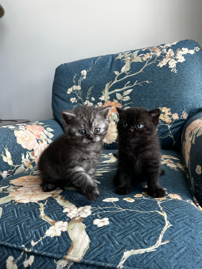 Rare British Shorthair Kittens, View more