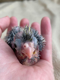 **SUPER SWEET HANDFED BABY PEARL COCKATIELS**W/CARE PACKAGE**